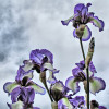 Irises