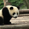 pandas for data analysis