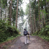 classification with decision trees