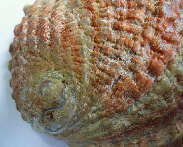 Abalone Dataset