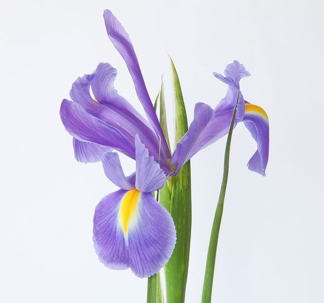Iris Flowers Dataset