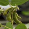 Soybean Dataset