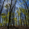 Tune Random Forest in R