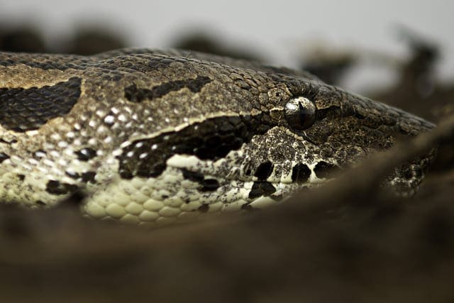 Python Ecosystem for Machine Learning