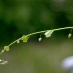 如何使用 scikit-learn 在 Python 中开发您的第一个 XGBoost 模型