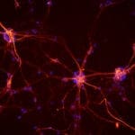 How to Implement the Backpropagation Algorithm From Scratch In Python