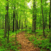 Mini-Course on Long Short-Term Memory Recurrent Neural Networks with Keras