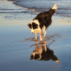 How to Develop a Deep Learning Photo Caption Generator from Scratch Photo of a dog at the beach.