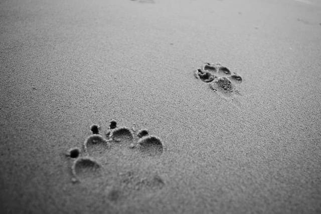 A Gentle Introduction to Matrix Operations for Machine Learning