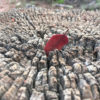 A Gentle Introduction to the Central Limit Theorem for Machine Learning