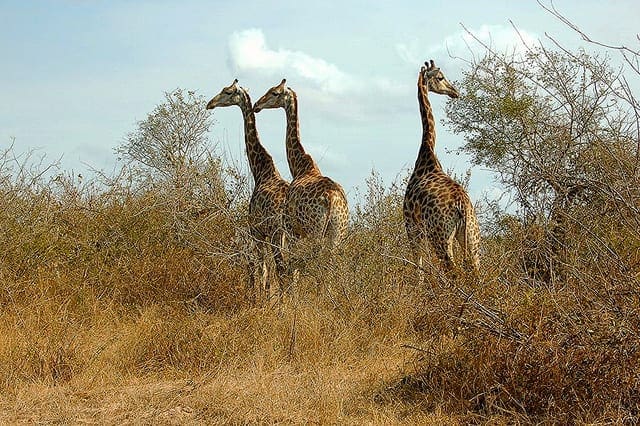 How to Reduce the Variance of Deep Learning Models in Keras With Model Averaging Ensembles