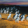 Phillip Island Penguin Parade