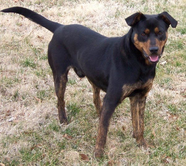 Photograph of a Dog