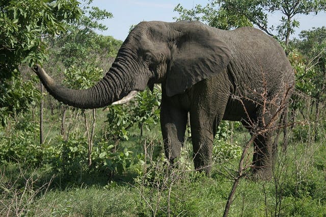Elephant