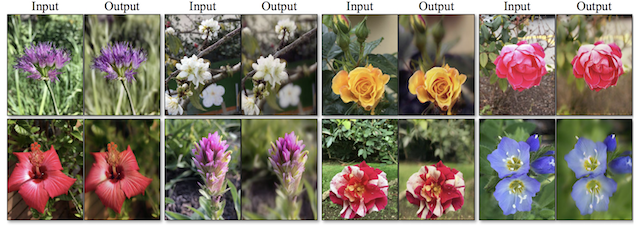 Example of Photograph Enhancement Improving the Depth of Field on Photos of Flowers