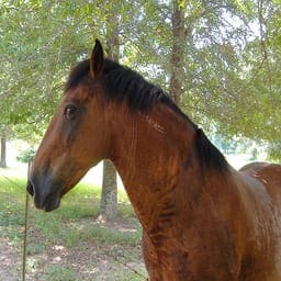 Photograph of a Horse