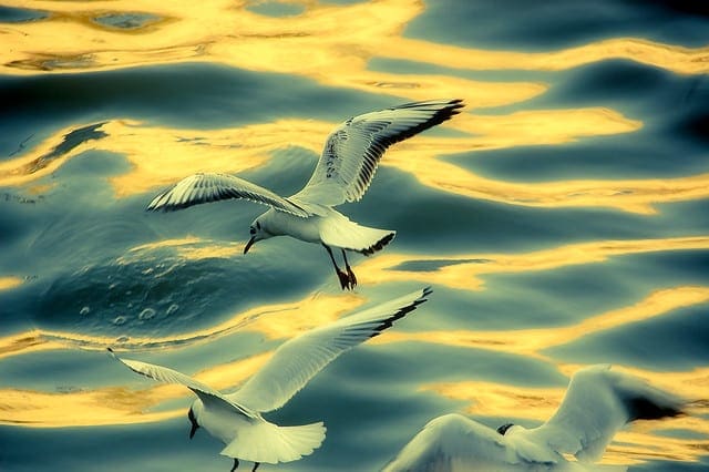 How to Code a Wasserstein Generative Adversarial Network (WGAN) From Scratch