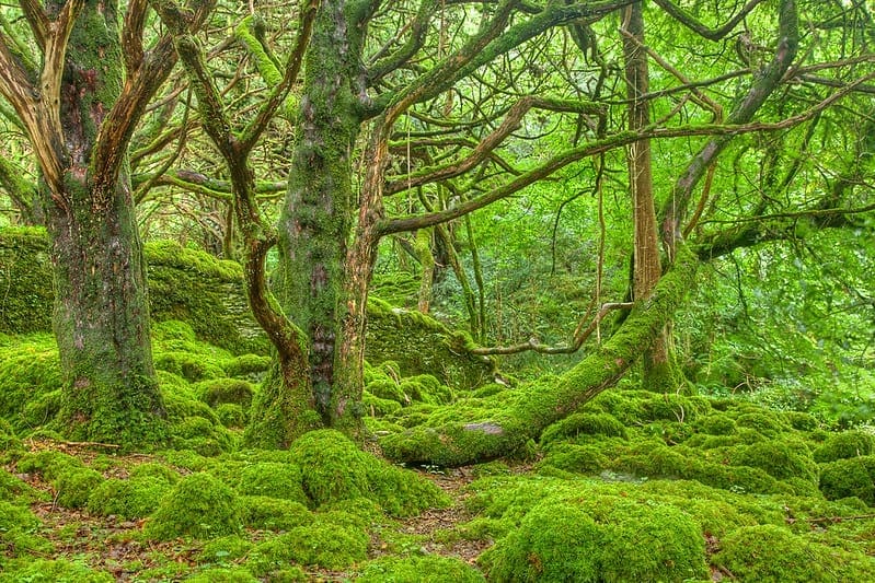 How to Develop an Extra Trees Ensemble with Python
