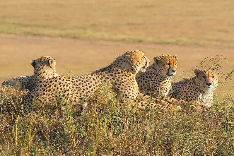 How to Use Robust Scaler Transforms for Machine Learning