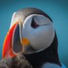 A Gentle Introduction to Multiple-Model Machine Learning