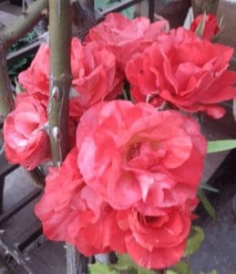 Picture of red roses