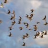 Particle Swarm Optimization