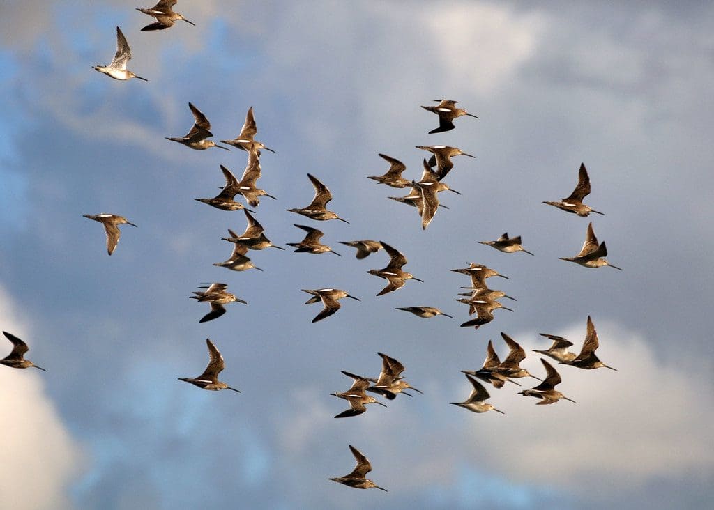 Particle Swarm Optimization