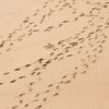 Understanding Traceback in Python<br/>Photo by <a href="https://unsplash.com/photos/GM9Xpgb0g98">Marten Bjork</a>, some rights reserved