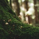Exploring the Python Ecosystem