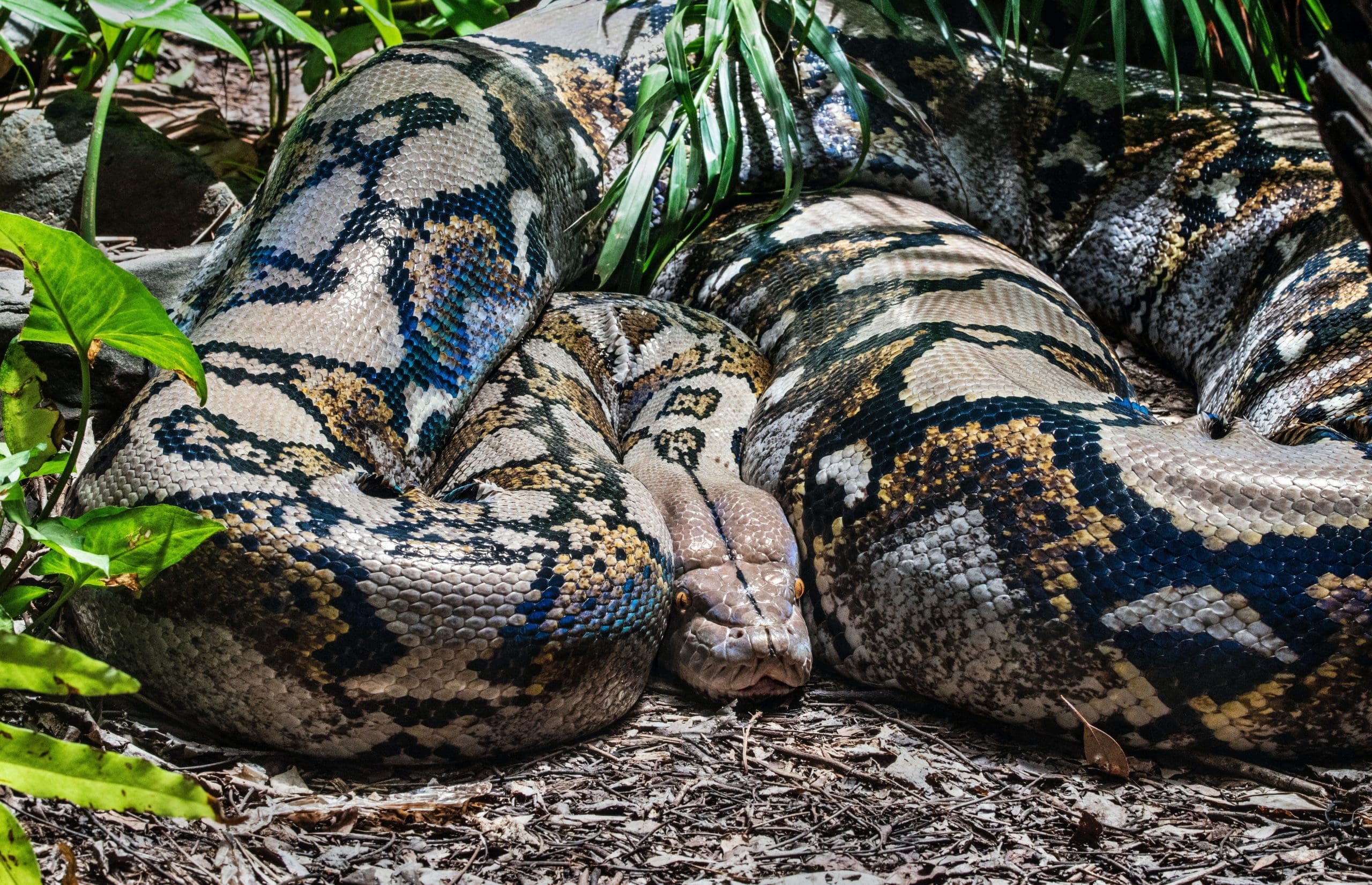 Python for Machine Learning (7-Day Mini-Course)