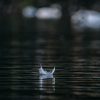 andraz-lazic-64sgR8HV_68-unsplash