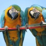 juliana-e-mariana-amorim-AmLssHPF58k-unsplash