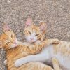 himanshu-choudhary-RLo7QtKLyAY-unsplash