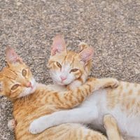 himanshu-choudhary-RLo7QtKLyAY-unsplash